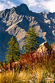 Valle di Rhemes, bosco di larici.